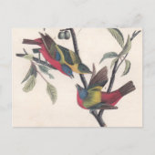 Audubon Painted Bunting Bird Wildlife Briefkaart (Voorkant)