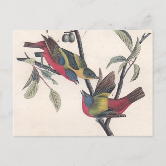 Audubon Painted Bunting Bird Wildlife Briefkaart (Voorkant)