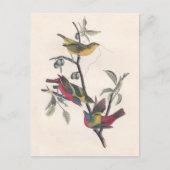Audubon Painted Bunting Bird Wildlife Briefkaart (Voorkant)