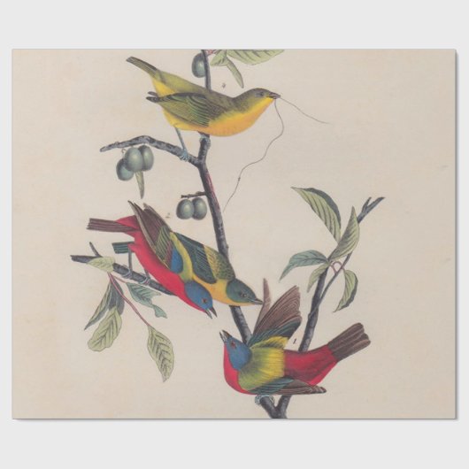 Audubon Painted Bunting Bird Wildlife Cadeaupapier (Vlak)