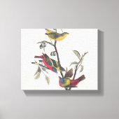 Audubon Painted Bunting Bird Wildlife Canvas Afdruk (Voorkant)
