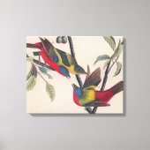 Audubon Painted Bunting Bird Wildlife Canvas Afdruk (Voorkant)