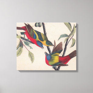 Audubon Painted Bunting Bird Wildlife Canvas Afdruk