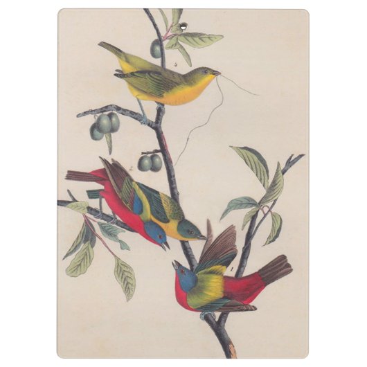 Audubon Painted Bunting Bird Wildlife Klembord (Achterkant)