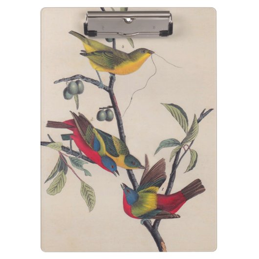 Audubon Painted Bunting Bird Wildlife Klembord (Voorkant)