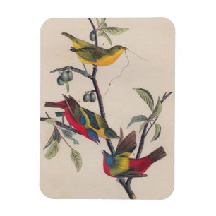 Audubon Painted Bunting Bird Wildlife Magneet