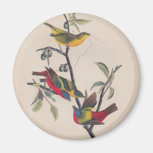Audubon Painted Bunting Bird Wildlife Magneet