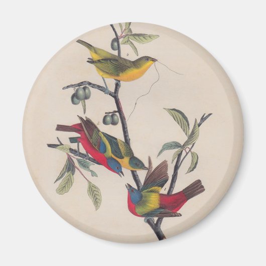 Audubon Painted Bunting Bird Wildlife Magneet (Voorkant)
