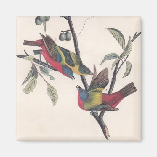 Audubon Painted Bunting Bird Wildlife Magneet (Voorkant)