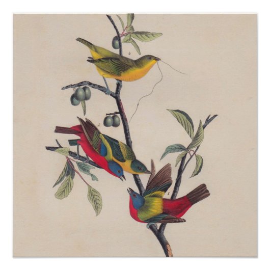 Audubon Painted Bunting Bird Wildlife Perfect Poster (Voorkant)