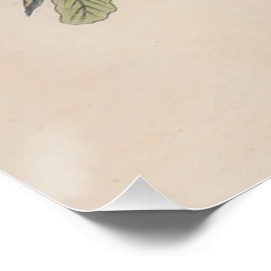 Audubon Painted Bunting Bird Wildlife Perfect Poster (Hoek)