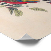 Audubon Painted Bunting Bird Wildlife Poster (Hoek)