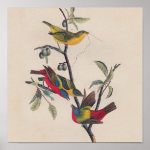 Audubon Painted Bunting Bird Wildlife Poster