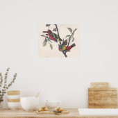 Audubon Painted Bunting Bird Wildlife Poster (Keuken)