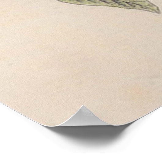 Audubon Painted Bunting Bird Wildlife Poster (Hoek)