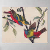 Audubon Painted Bunting Bird Wildlife Poster (Voorkant)