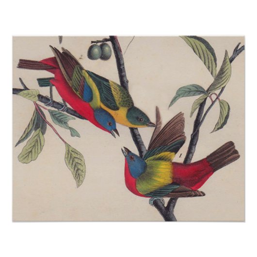 Audubon Painted Bunting Bird Wildlife Poster (Voorkant)