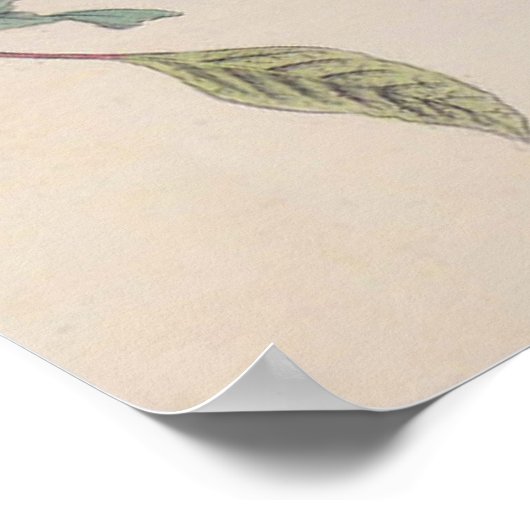 Audubon Painted Bunting Bird Wildlife Poster (Hoek)