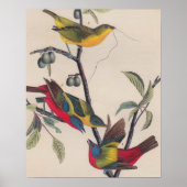 Audubon Painted Bunting Bird Wildlife Poster (Voorkant)
