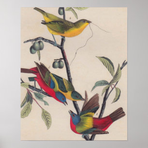 Audubon Painted Bunting Bird Wildlife Poster