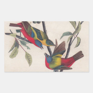 Audubon Painted Bunting Bird Wildlife Rechthoekige Sticker