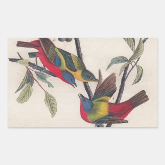 Audubon Painted Bunting Bird Wildlife Rechthoekige Sticker (Voorkant)