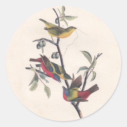 Audubon Painted Bunting Bird Wildlife Ronde Sticker (Voorkant)