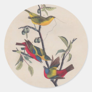 Audubon Painted Bunting Bird Wildlife Ronde Sticker