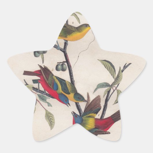 Audubon Painted Bunting Bird Wildlife Ster Sticker (Voorkant)