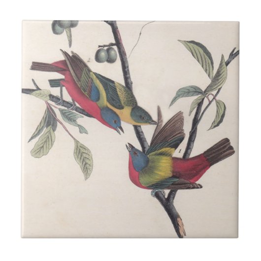 Audubon Painted Bunting Bird Wildlife Tegeltje (Voorkant)