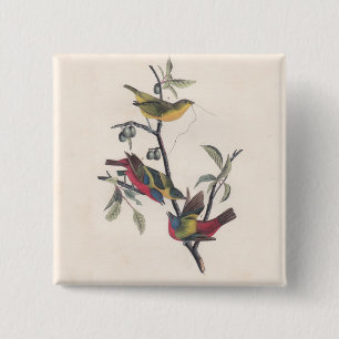 Audubon Painted Bunting Bird Wildlife Vierkante Button 5,1 Cm