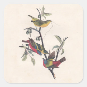 Audubon Painted Bunting Bird Wildlife Vierkante Sticker