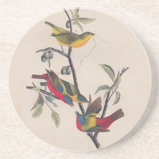 Audubon Painted Bunting Bird Wildlife Zandsteen Onderzetter (Voorkant)