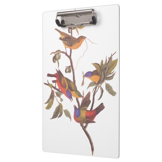 Audubon Painted Bunting Birds in a Cherokee Plum Klembord (Links)