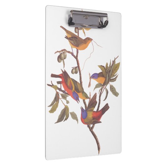 Audubon Painted Bunting Birds in a Cherokee Plum Klembord (Rechts)