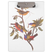 Audubon Painted Bunting Birds in a Cherokee Plum Klembord (Voorkant)