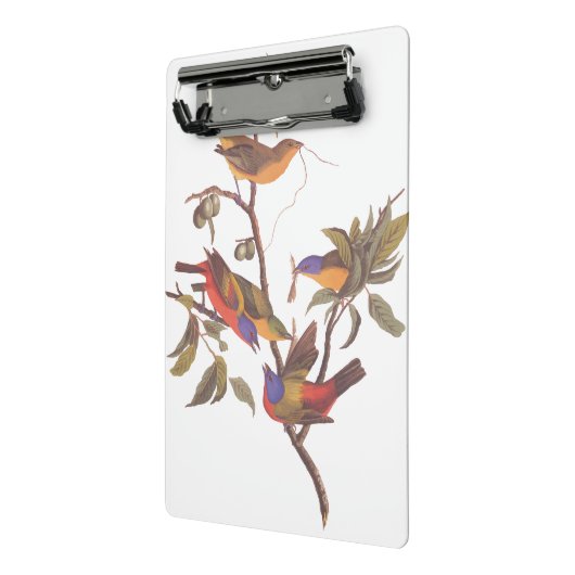 Audubon Painted Bunting Birds in a Cherokee Plum Mini Klembord (Angled2)