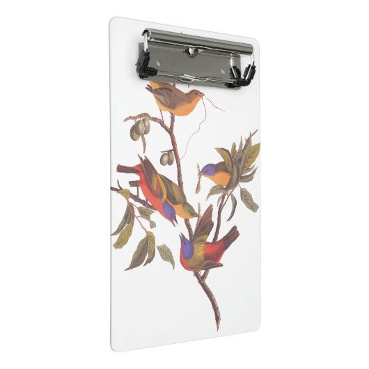 Audubon Painted Bunting Birds in a Cherokee Plum Mini Klembord (Schuin)