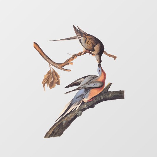 Audubon Pair van het zogende reizigersverkeer Raamsticker (Vel)