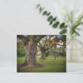 Audubon Park Live Oaks Briefkaart (Staand voorkant)