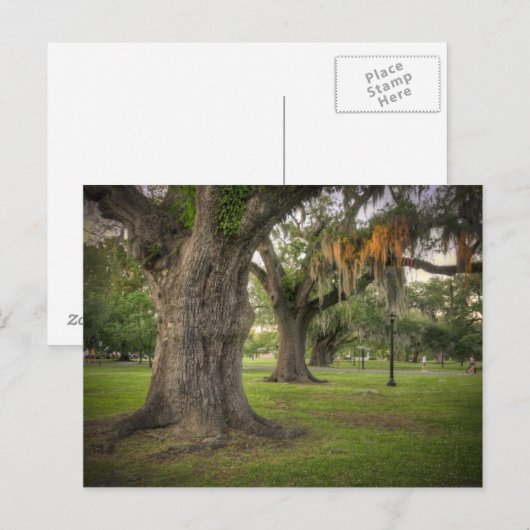 Audubon Park Live Oaks Briefkaart (Voorkant / Achterkant)