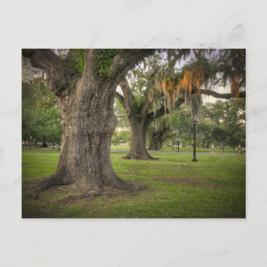 Audubon Park Live Oaks Briefkaart (Voorkant)