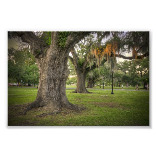 Audubon Park Live Oaks Foto Afdruk (Voorkant)