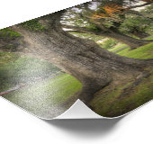 Audubon Park Live Oaks Foto Afdruk (Hoek)