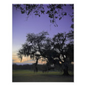 Audubon Park Sunset Foto Afdruk (Voorkant)