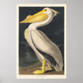 Audubon Pelican Poster (Voorkant)