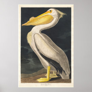Audubon Pelican Poster