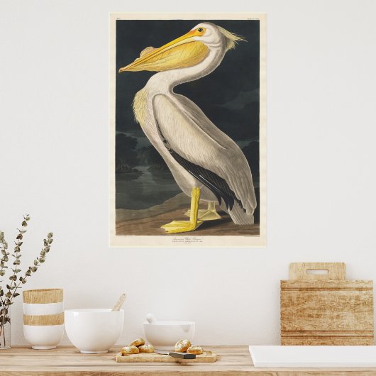 Audubon Pelican Poster (Keuken)