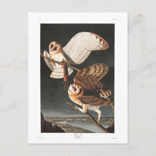 Audubon Plate 171 Barn Owl Briefkaart (Voorkant)