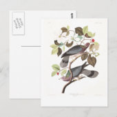 Audubon Plate 367 Band-tailed Pigeon Briefkaart (Voorkant / Achterkant)